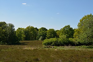 Schleswig-Holstein, Naturschutzgebiet Herrenmoor bei Kleve NIK 5769.JPG