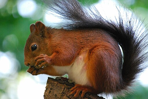 Sciurus-vulgaris hernandeangelis stockholm 2008-06-04