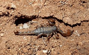 Scorpio fuscus