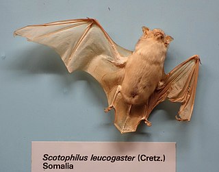 White-bellied yellow bat Species of bat