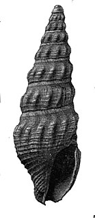 <i>Sediliopsis chowanensis</i> Extinct species of gastropod