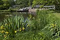 Schwertlilien an einem See im Kurpark von Bad Bevensen