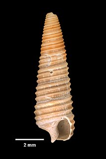 <i>Seila adamsii</i> species of mollusc