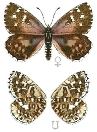 <i>Tarucus thespis</i> Species of butterfly