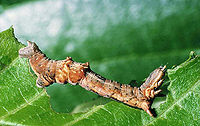 Caterpillar Selenia dentaria larva.jpg