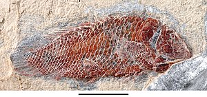Serenoichthys kemkemensis 2019.jpg