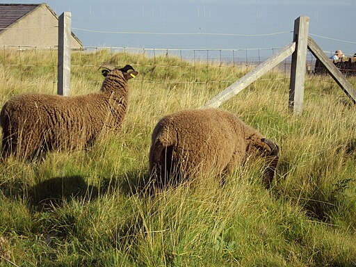 Sheep, Hilbre Island 3