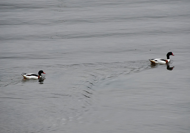 File:Shelducks on River Dart.jpg