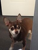 A chocolate and tan shorthaired Chihuahua portrait showing the characteristic traits of the breed