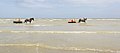 Shrimpfishing_on_horseback_Koksijde_01