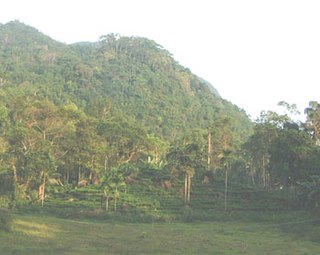Sinharaja Forest Reserve protected area in Sri Lanka