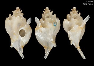 <i>Trubatsa saltantis</i> Species of gastropod