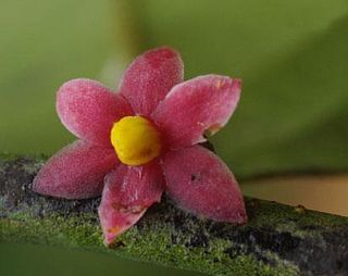<i>Sirdavidia</i> Genus of flowering plants