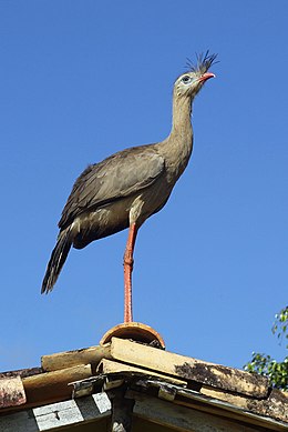 Каріама червононога (Cariama cristata)