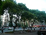 Siris blancs de la plaça Molina, arbres d'interès local.