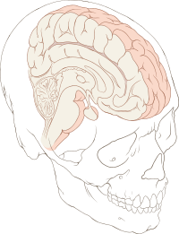 Skull and sagittal brain.svg