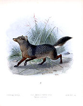 Künstlerische Darstellung eines Kurzohrfuchses (St. George Mivart: A monograph of the canidae. 1890)