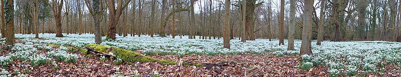 File:Snowdrop Carpet, Welford 2015 - geograph.org.uk - 4363078.jpg