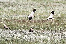 breeding individuals in Kazakhstan Sociable Lapwing (Vanellus gregarius) (8079444215).jpg