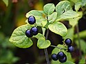 Solanum scabrum Psianka 2018-09-02 02.jpg