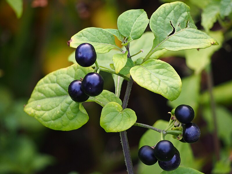 File:Solanum scabrum Psianka 2018-09-02 02.jpg