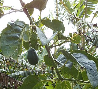 <i>Solanum sibundoyense</i> species of plant