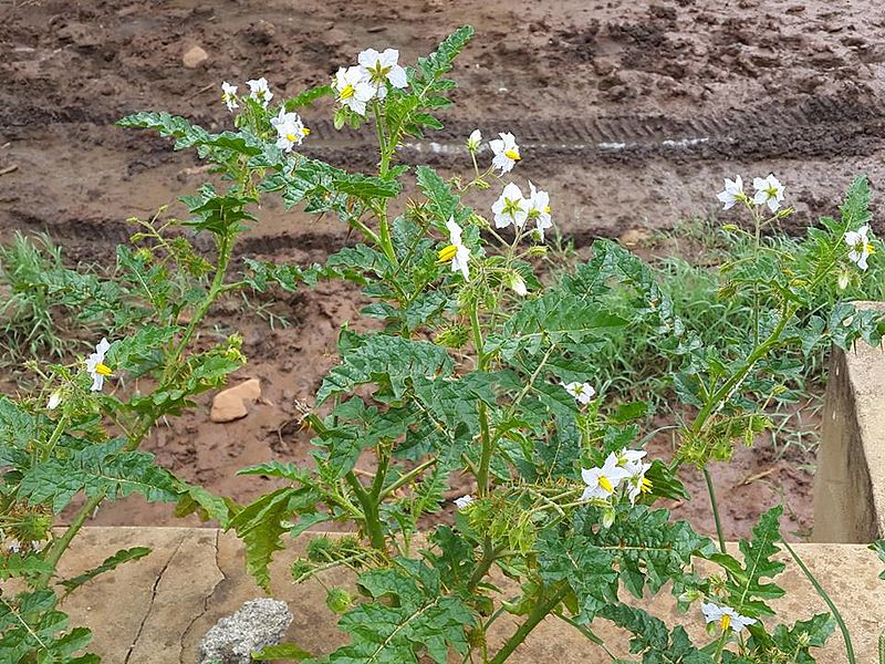 File:Solanum sisymbriifolium02.jpg