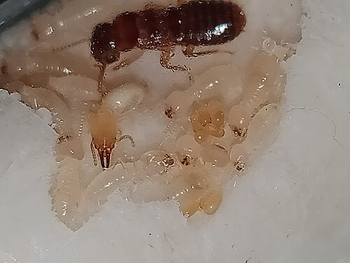 Von Dulneth Wijewardana (Termites International)