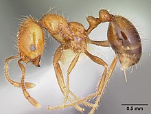 Solenopsis geminata casent0104935 profil 1.jpg