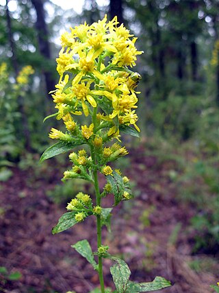 <i>Solidago buckleyi</i> Species of flowering plant