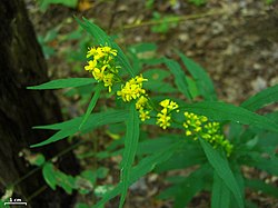 Solidago curtisii - Flickr - pellaea.jpg