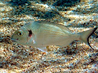 Gilt-head bream Species of fish