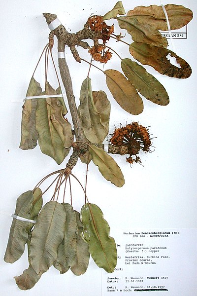 File:Specimen Vitellaria paradoxa.jpg