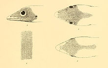 Sphaerodactylus pacificus 02-Barbour 1921.jpg