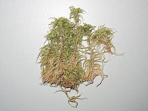 Sphagnum subnitens