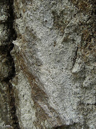 <i>Sporodophoron</i> Genus of lichen-forming fungi