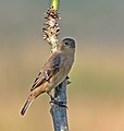 juvenile, Female