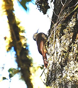 Kaitanokkakipuaja (Lepidocolaptes affinis)