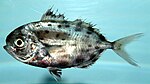 Spotted driftfish (Ariomma Regulus). 
 jpg