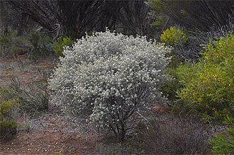 Habit near Cleve, South Australia Spyridium bifidum habit.jpg