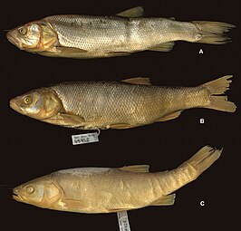 Squalius microlepis