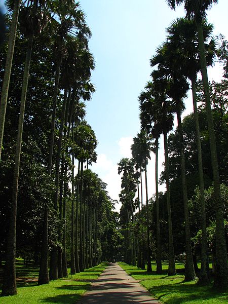 File:Sri Lanka - 032 - Kandy Botanical Garden (1756374255).jpg