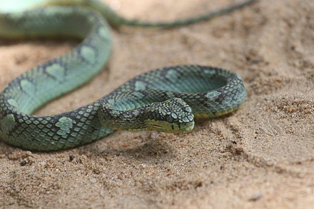 Змей астраханской области. Цейлонская куфия змея. Голубая куфия змея. Полоз змея Астраханский. Голубая комодская куфия.