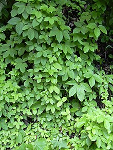 Starr 030807-0029 Dioscorea pentaphylla.jpg 