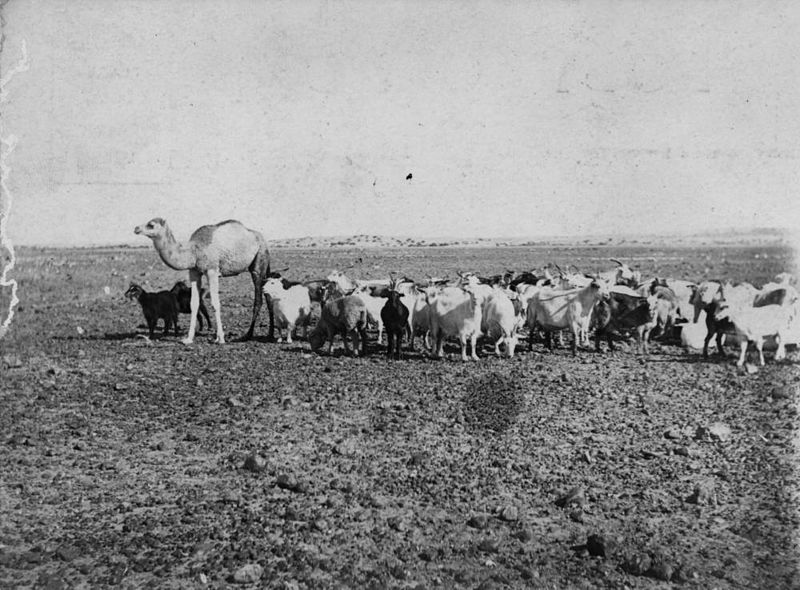 File:StateLibQld 2 152235 Mob of goats led by a lone camel, Birdsville, Queensland, 1906.jpg