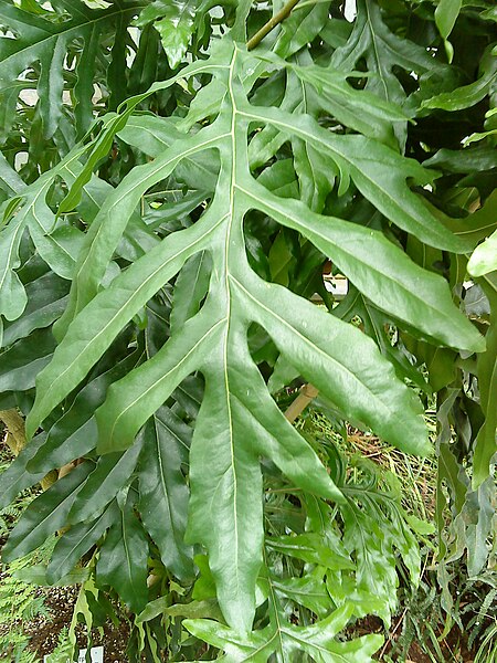 File:Stenocarpus sinuatus leave.JPG