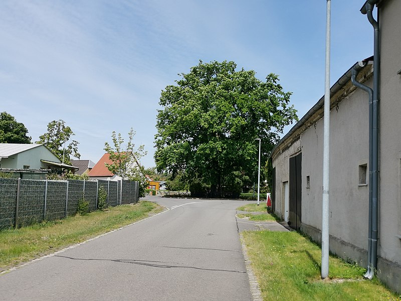 File:Stieleiche am kriegerdenkmal grünewald 2020-05-22.jpg