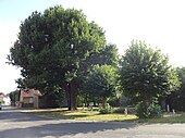 English oak (Quercus robur)