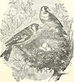 Stories about birds of land and water (1874) (14564175760).jpg