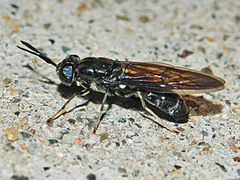 Adult of Hermetia illucens, side view Stratiomyidae - Hermetia illucens.JPG